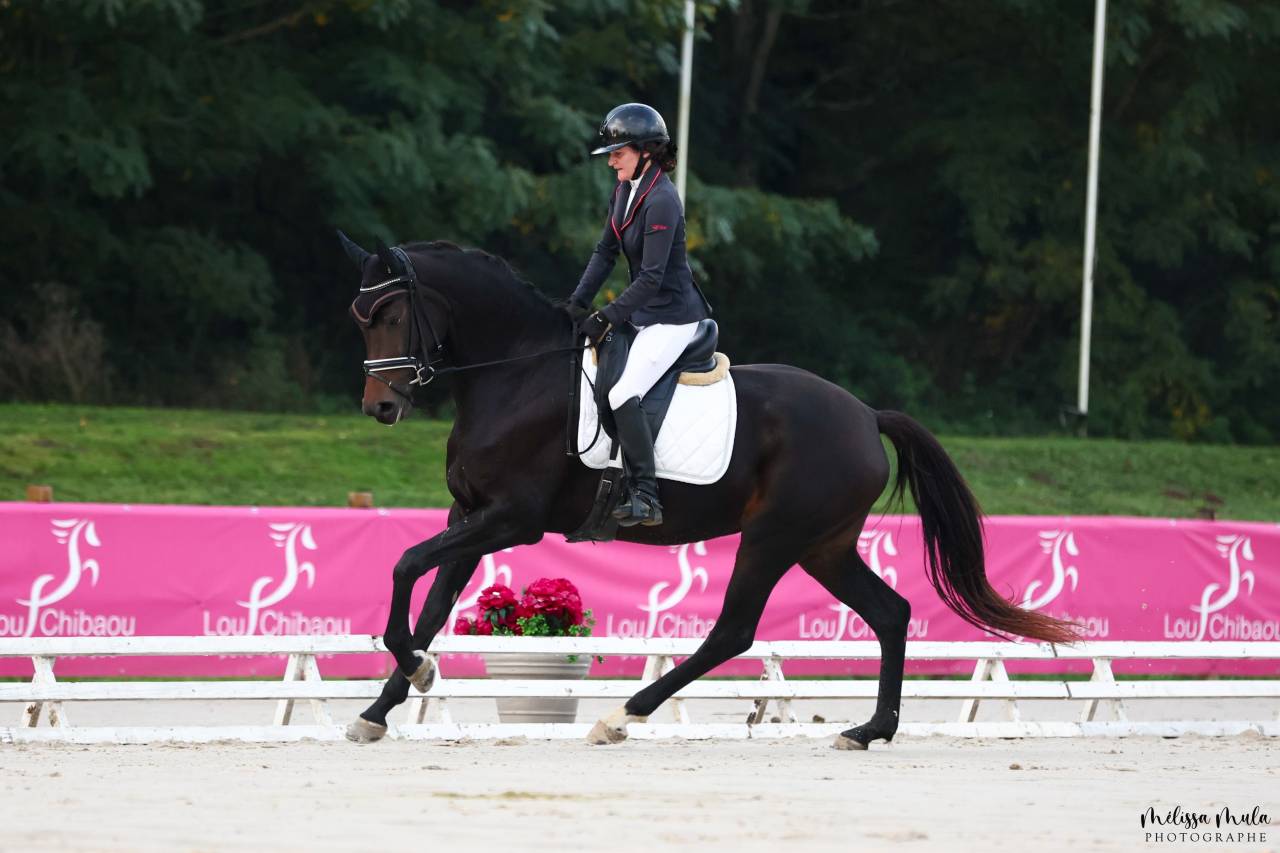 Superbe jument kwpn 6 ans dressage cso cce