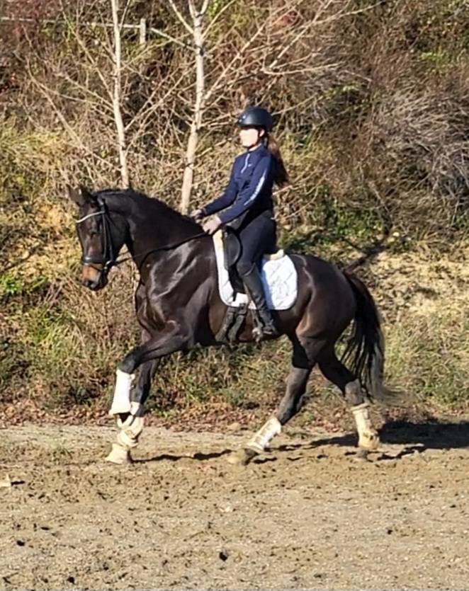 Superbe jument kwpn 6 ans dressage cso cce