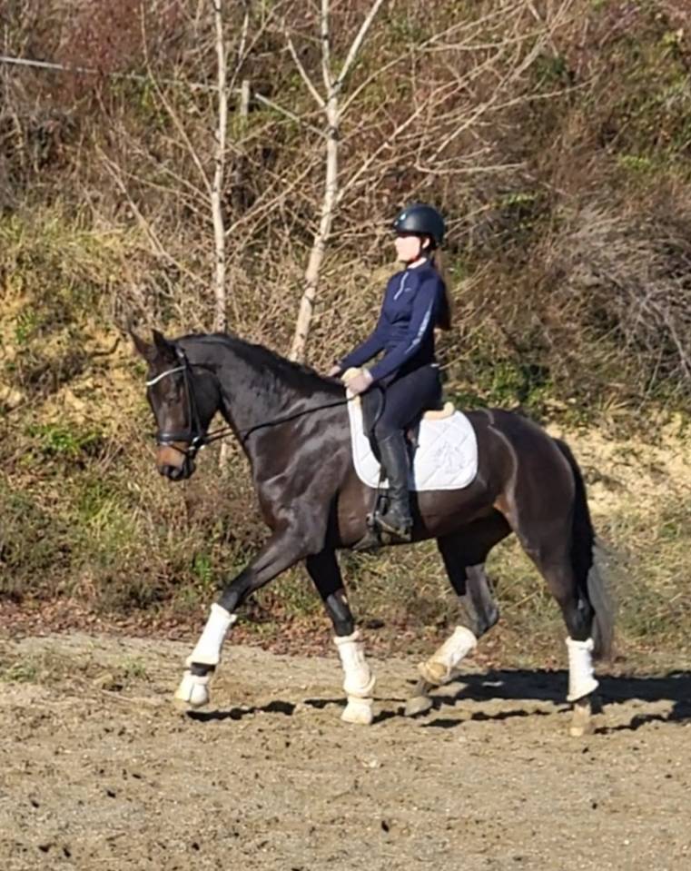 Superbe jument kwpn 6 ans dressage cso cce
