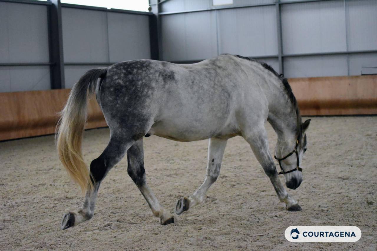 Pure race espagnole 10 ans 1m68 c&acirc;lin et gentil