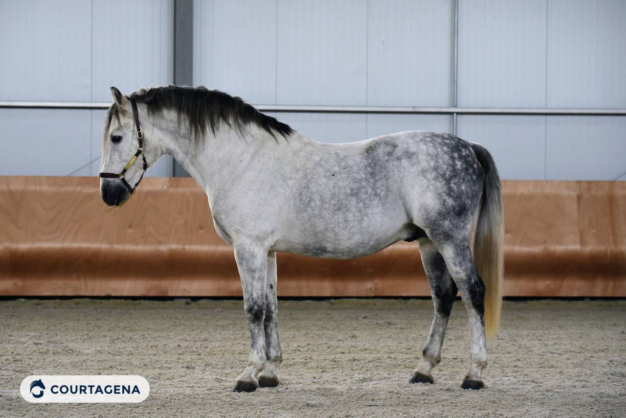 Pure race espagnole 10 ans 1m68 c&acirc;lin et gentil