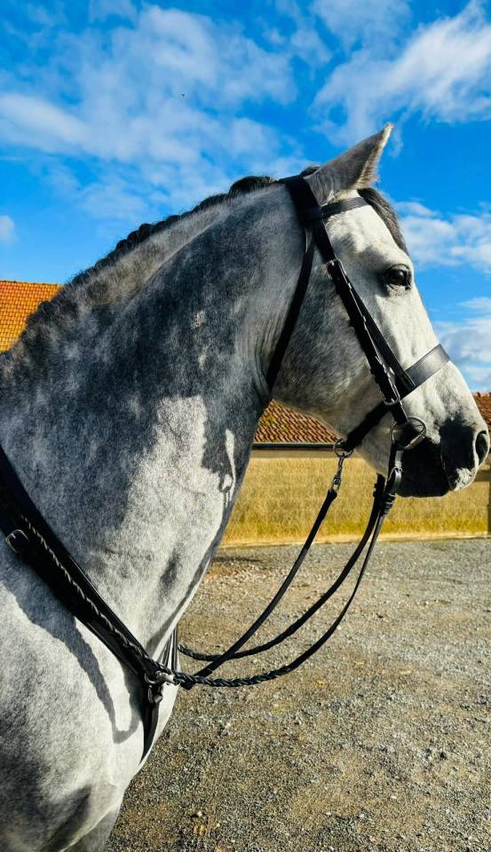 Pure race espagnole 10 ans 1m68 c&acirc;lin et gentil