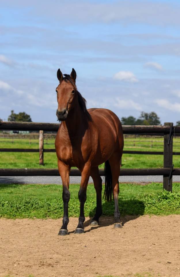 Pouliche 2023 par Prince Gibraltar (PS)