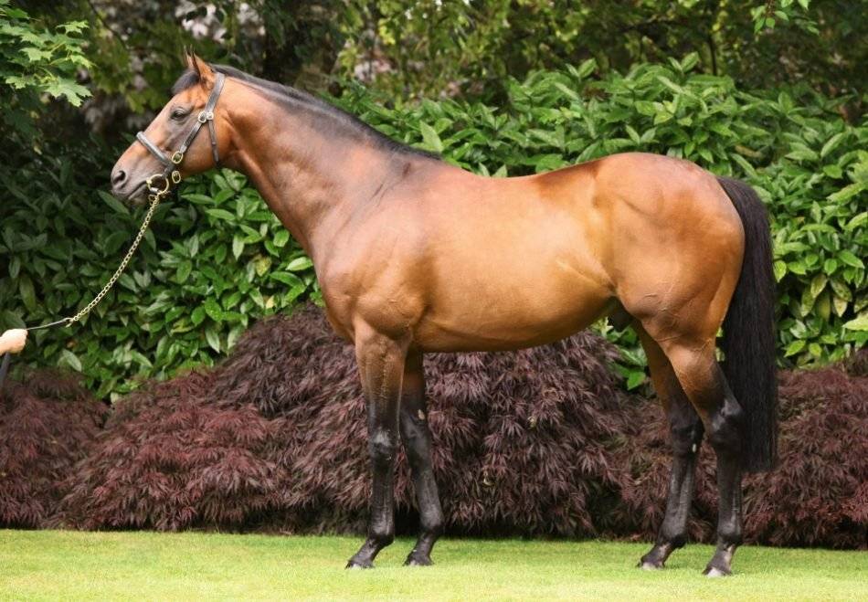 Pouliche 2023 par Prince Gibraltar (PS)