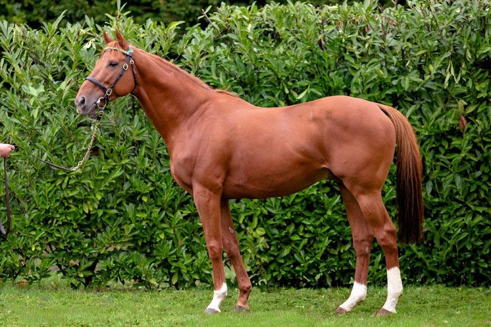 Pouliche 2023 par Prince Gibraltar (PS)