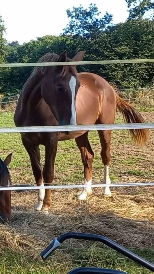 Hongre 4 ans par Excalibur dela Tour Vidal 