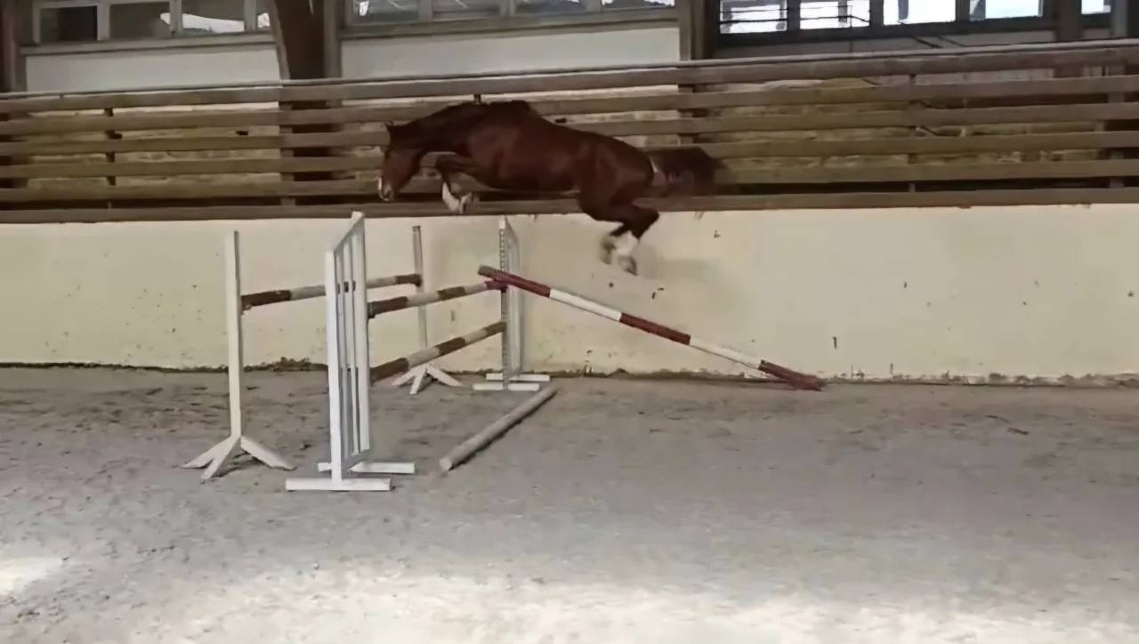 Hongre 4 ans par Excalibur dela Tour Vidal 