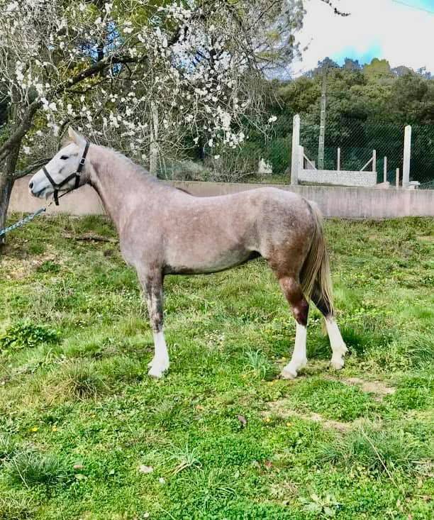 Super jument de rando/ loisir 8 ans 