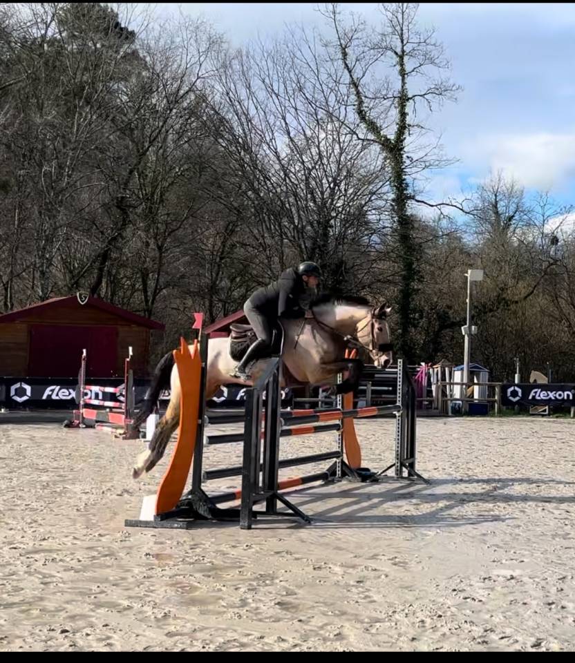 &Agrave; Vendre Hongre 10 ans 