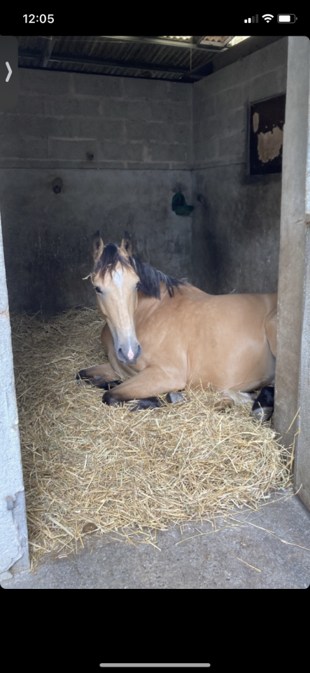 &Agrave; Vendre Hongre 10 ans 