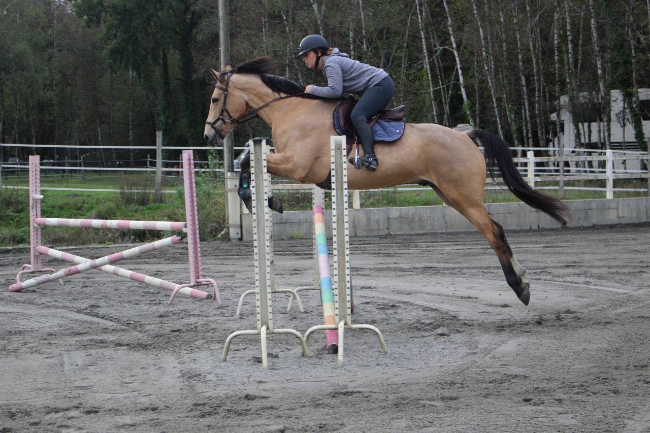 &Agrave; Vendre Hongre 10 ans 