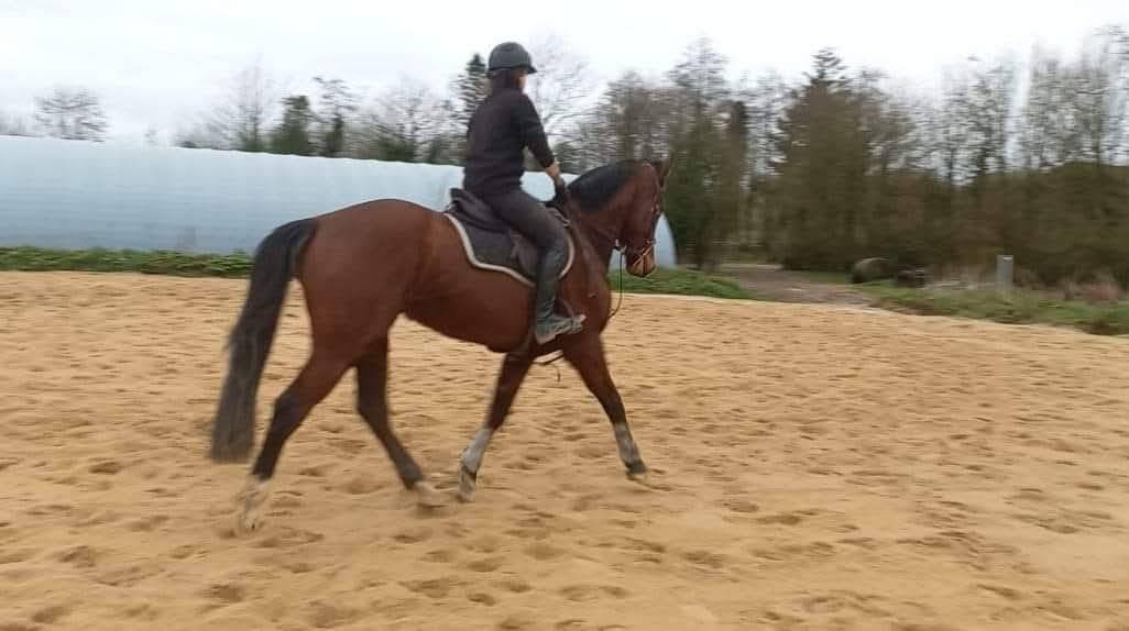 Jument 8 ans ni&egrave;ce de Vestale de Mazure*HDC