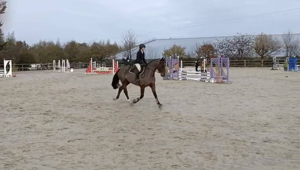 Jument 8 ans ni&egrave;ce de Vestale de Mazure*HDC