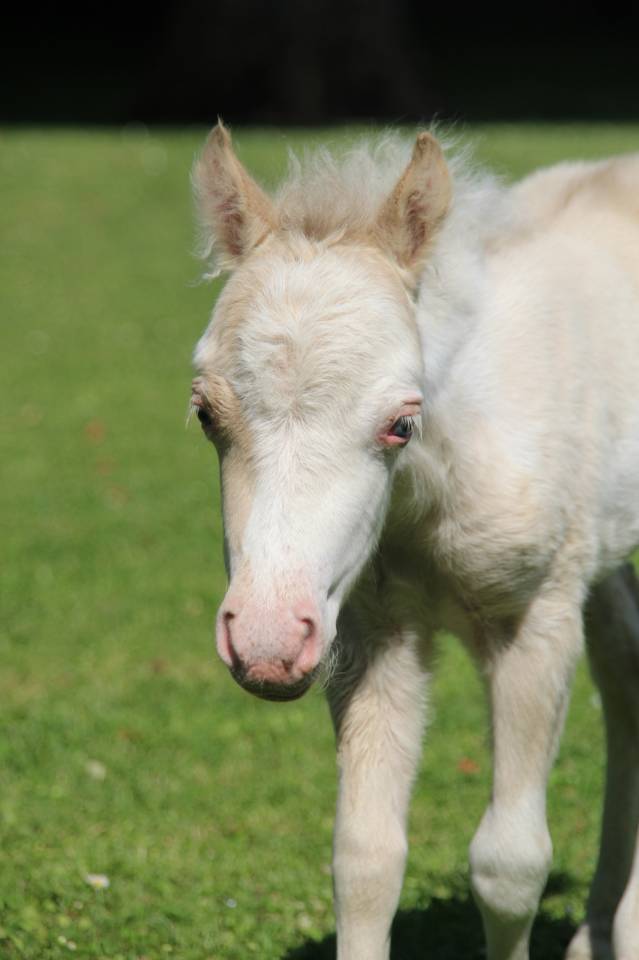 Poulain Miniature Fran&ccedil;ais champagne overo dun
