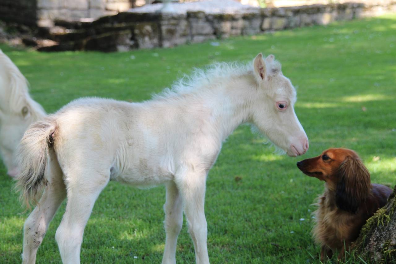 Poulain Miniature Fran&ccedil;ais champagne overo dun