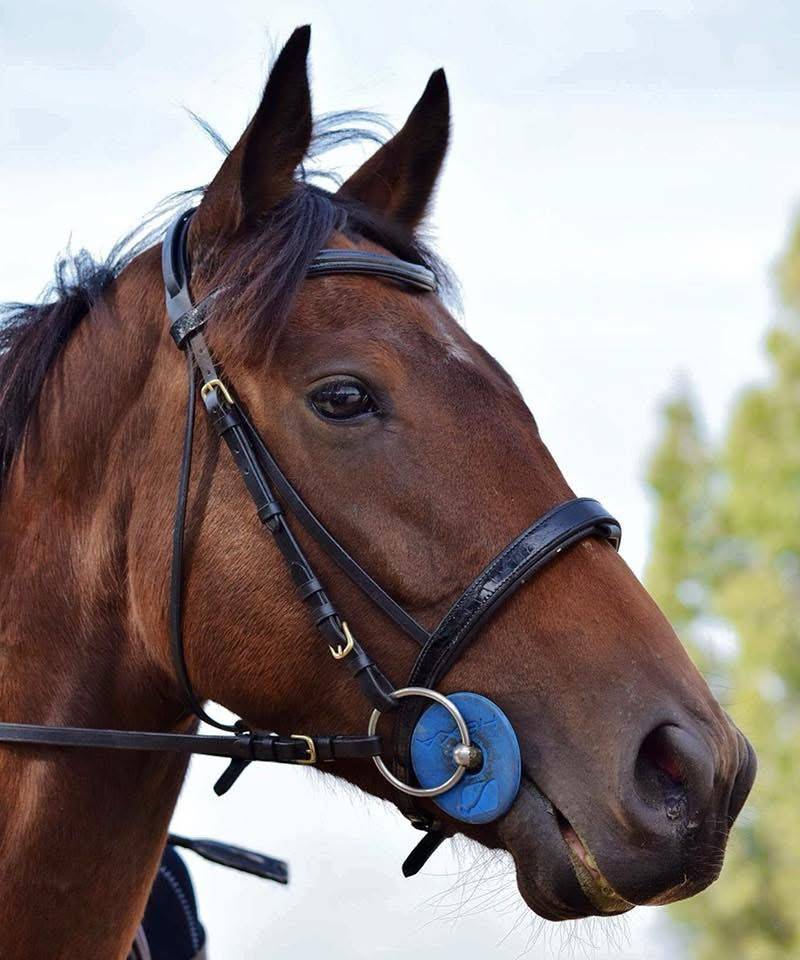 Cristalchope - Jument &agrave; vendre 