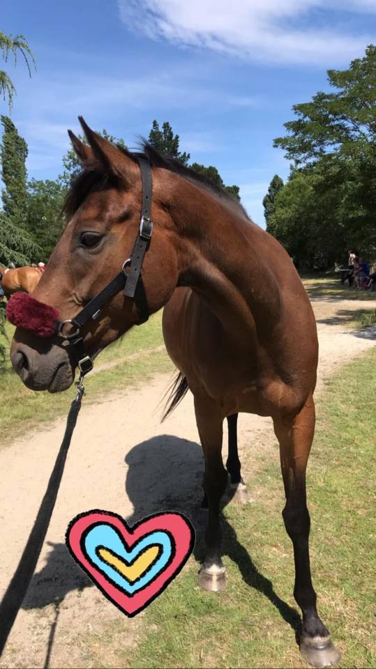 Cristalchope - Jument &agrave; vendre 