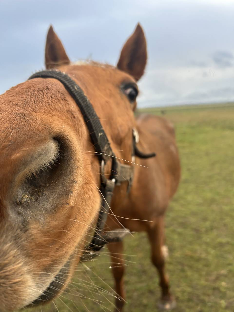 Cheval &agrave; vendre urgent 