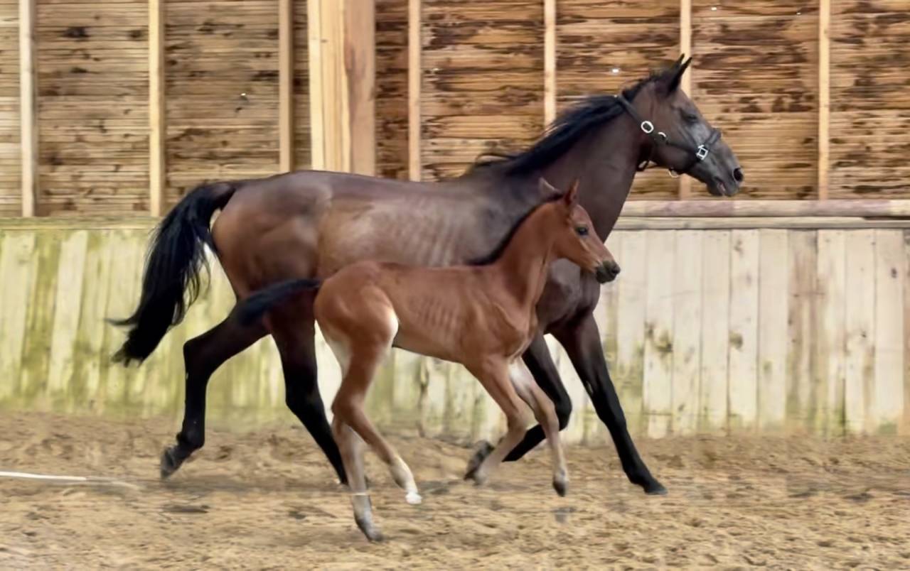 Pouliniere labeliss&eacute;e France Dressage /CDF
