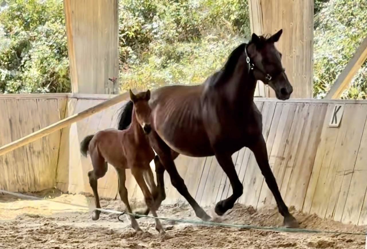 Pouliniere labeliss&eacute;e France Dressage /CDF