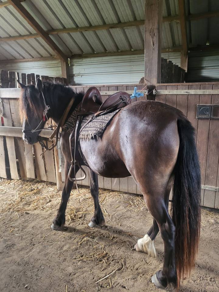 Grande belle Dartmoor