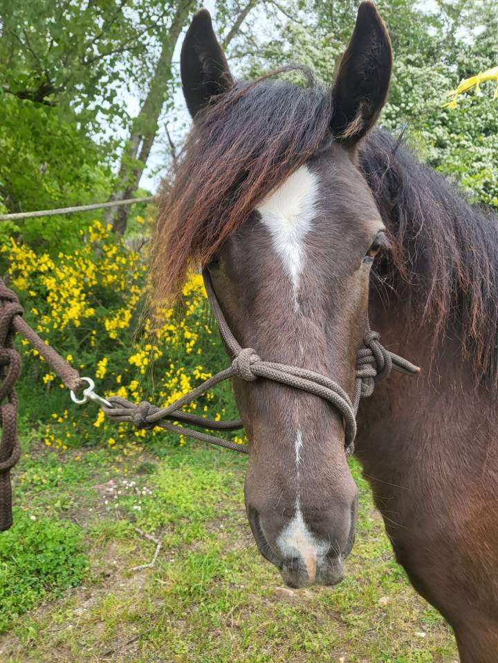 Grande belle Dartmoor