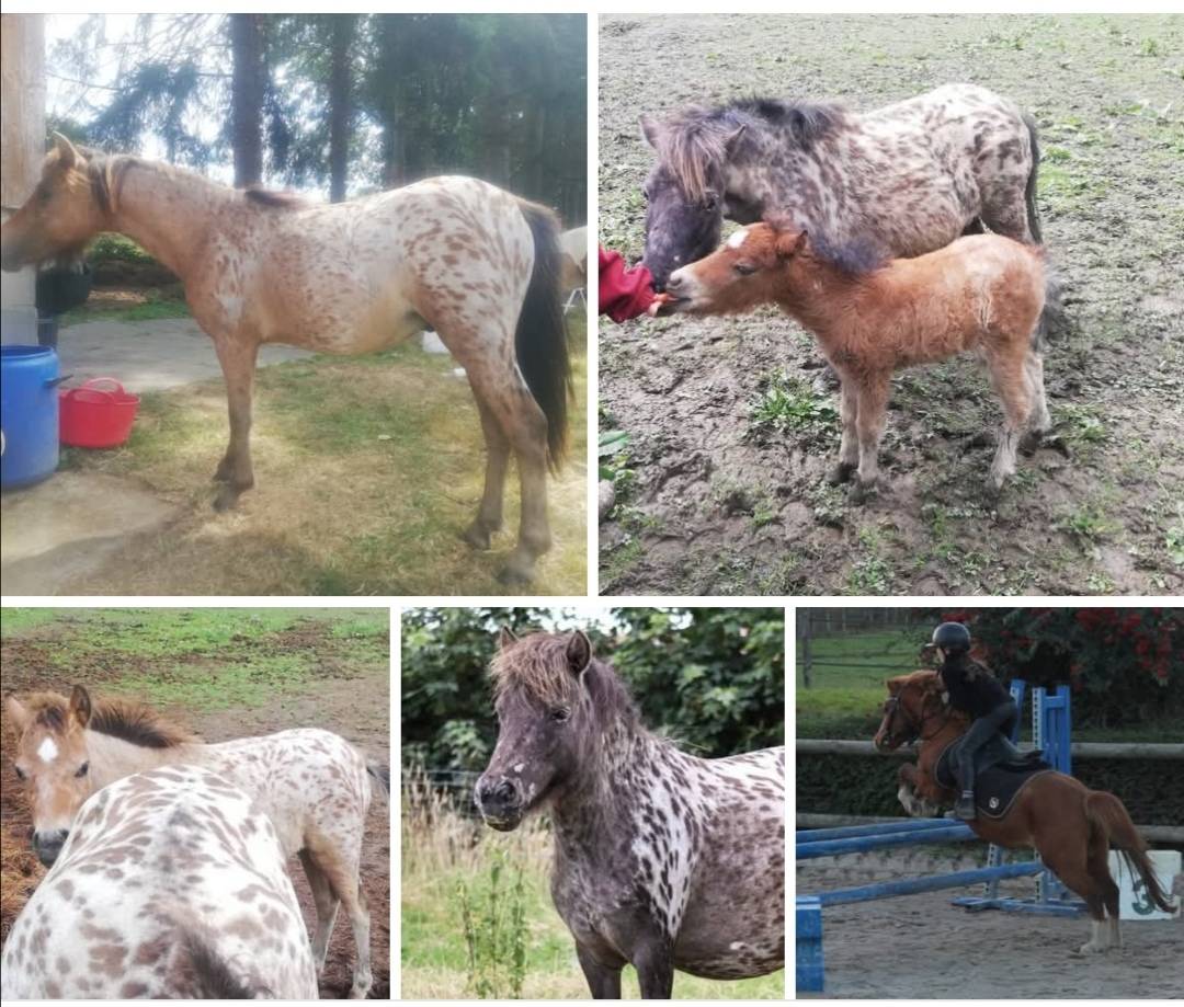 Poney l&eacute;opard 