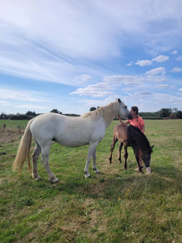 Pension id&eacute;ale pour chevaux d'&eacute;levage, retraite ...