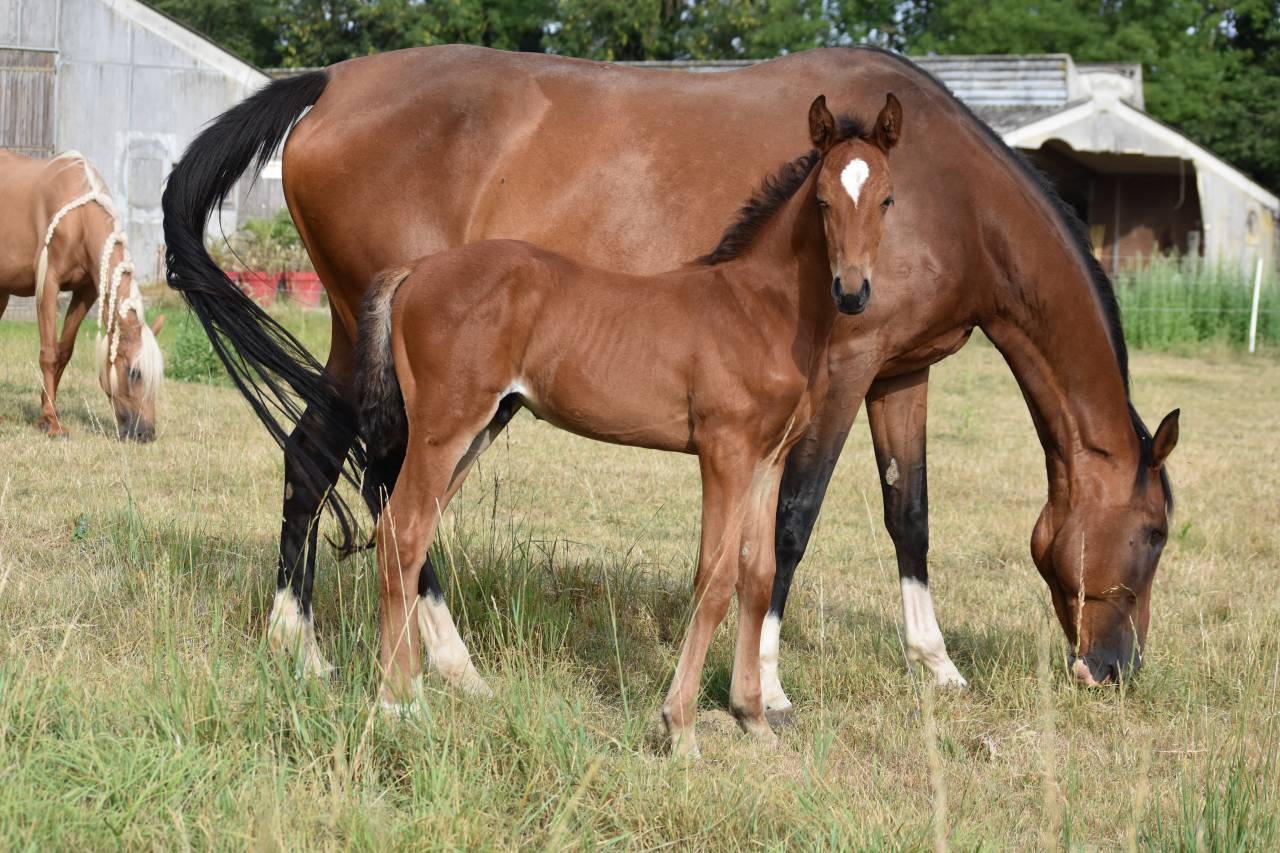 Poulini&egrave;re SF 6 ans pleine de Chaplin