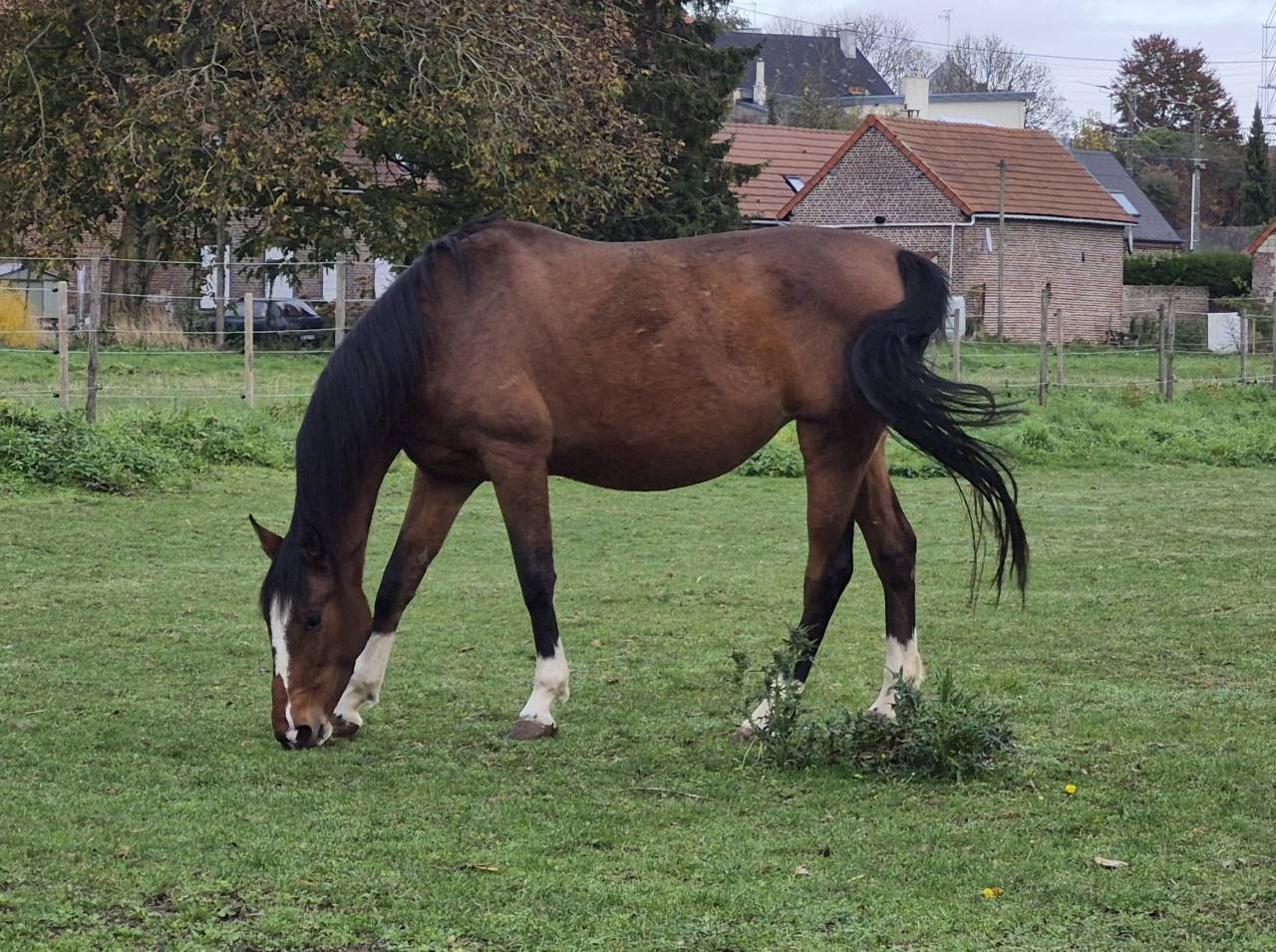 Poulini&egrave;re SF 6 ans pleine de Chaplin