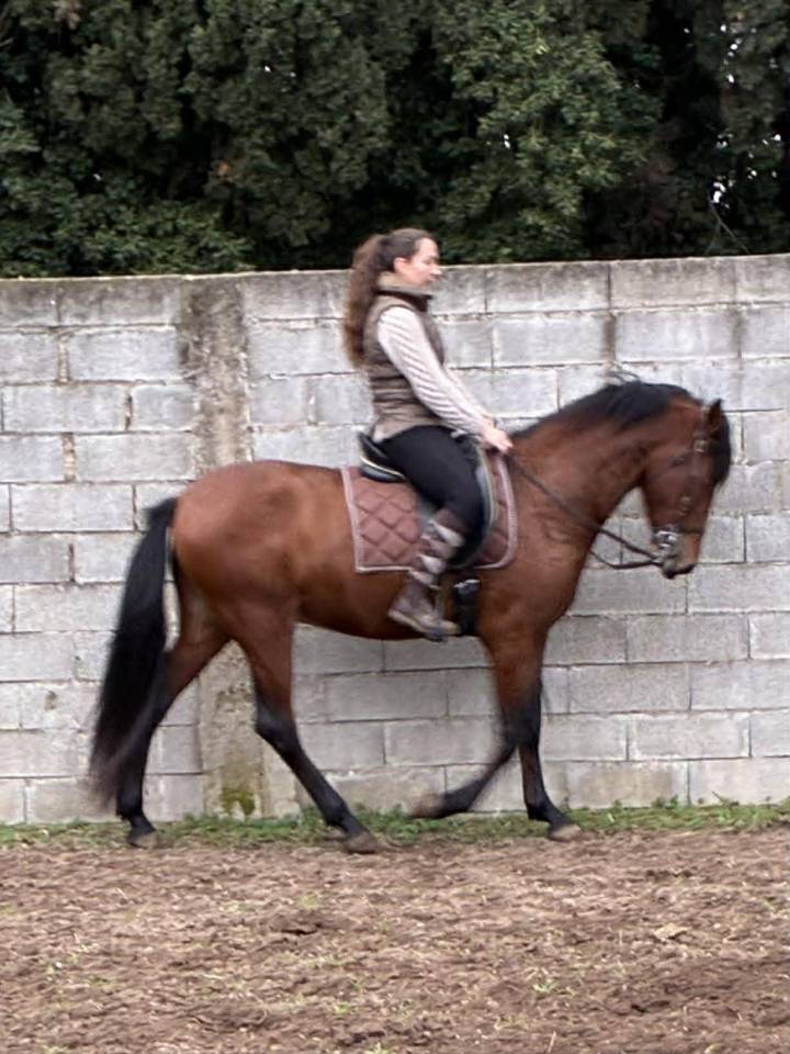 Cheval PP Espagnol 