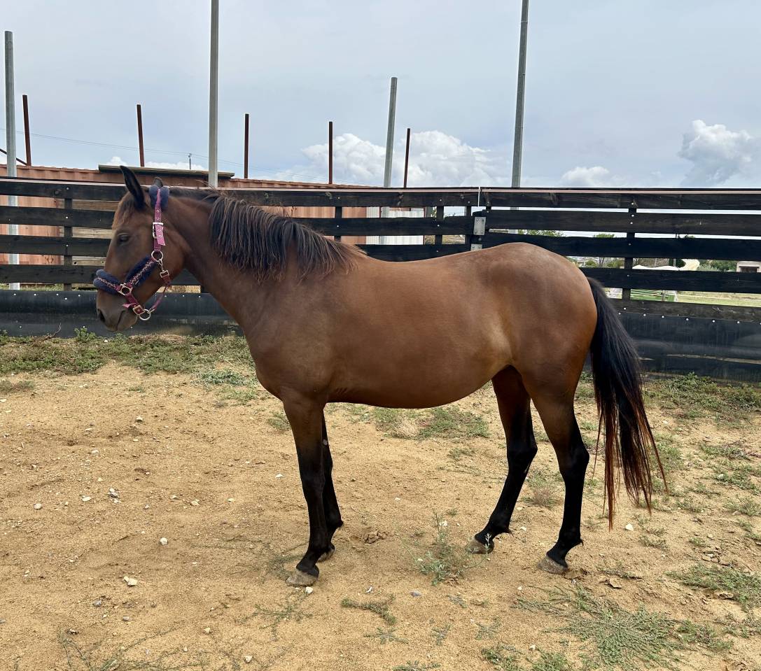 Jument ONC ib&eacute;rique 4 ans en 2026