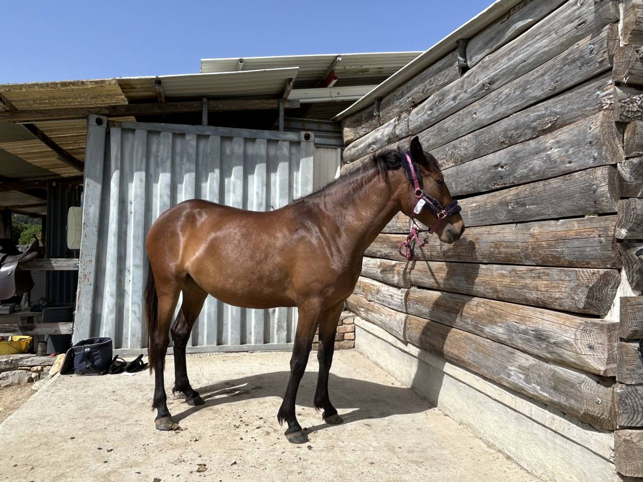 Jument ONC ib&eacute;rique 4 ans en 2026