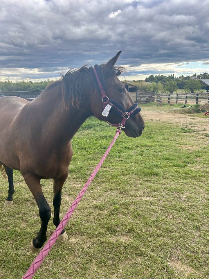 Jument ONC ib&eacute;rique 4 ans en 2026