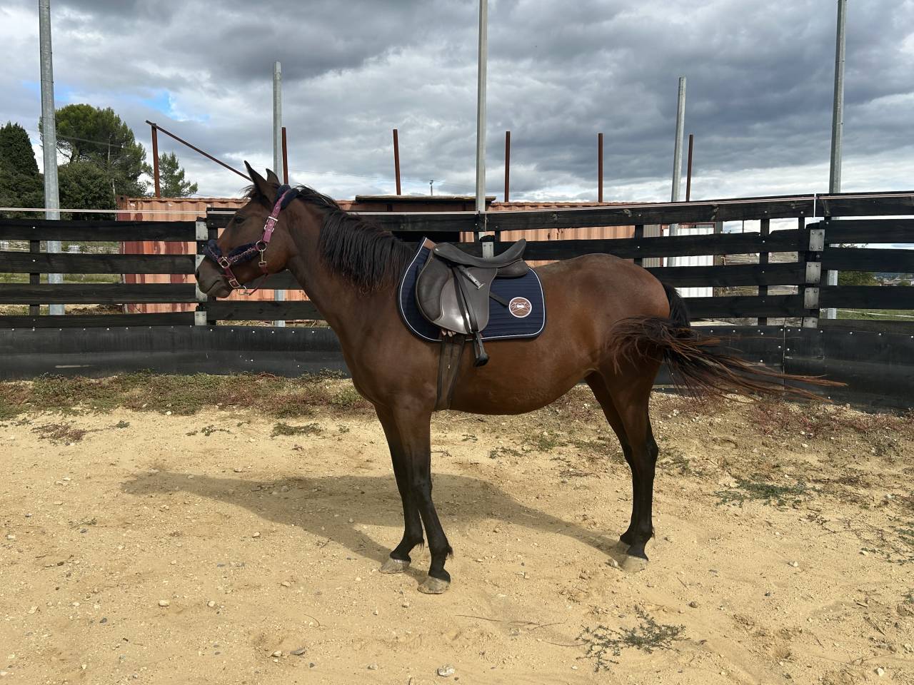 Jument ONC ib&eacute;rique 4 ans en 2026