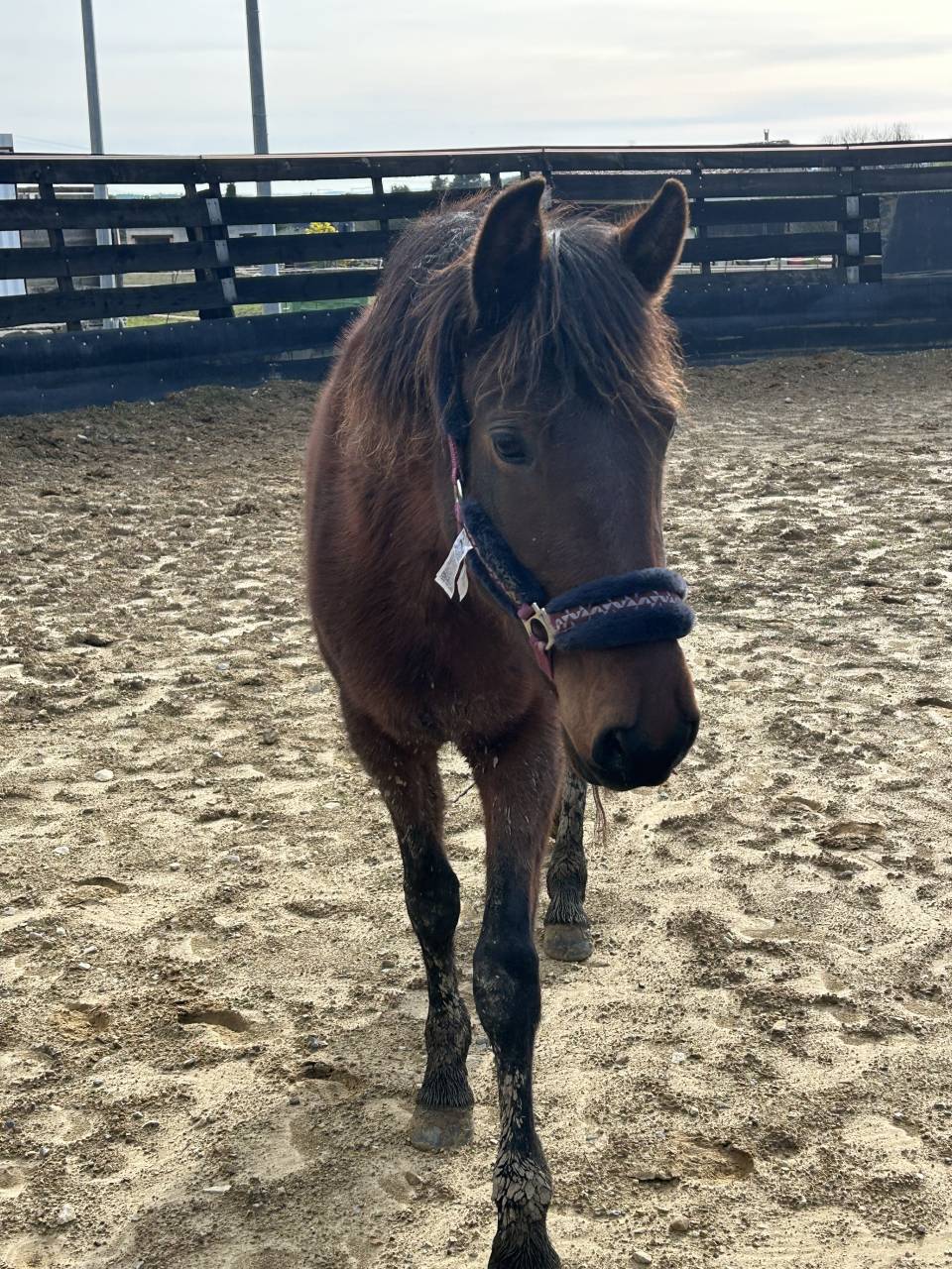 Jument ONC ib&eacute;rique 4 ans en 2026