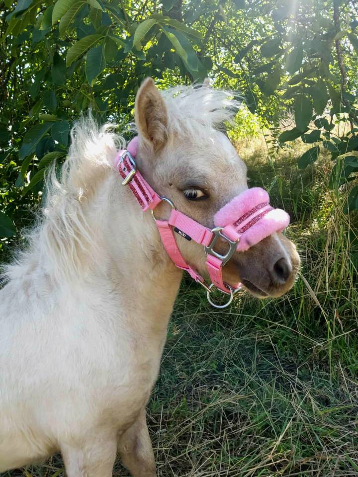 Ponette pie palomino l&eacute;opard 