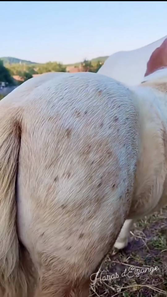 Ponette pie palomino l&eacute;opard 