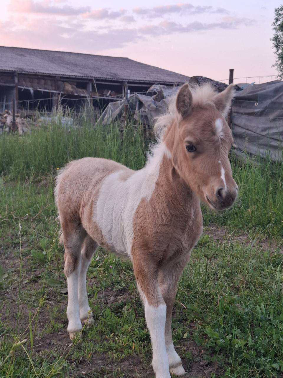 Ponette pie palomino l&eacute;opard 