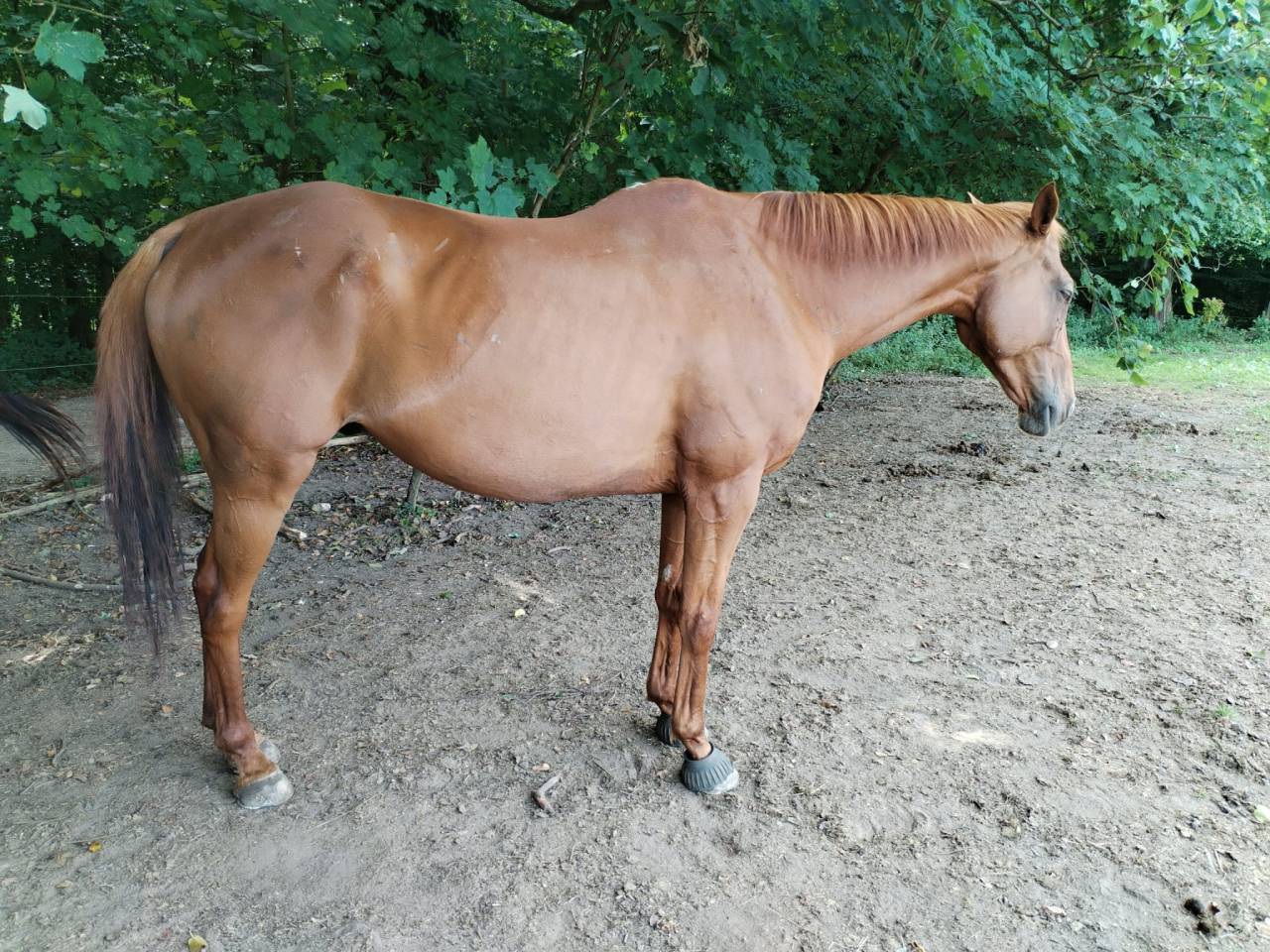 Gentil Pur-sang de 11 ans, Hongre