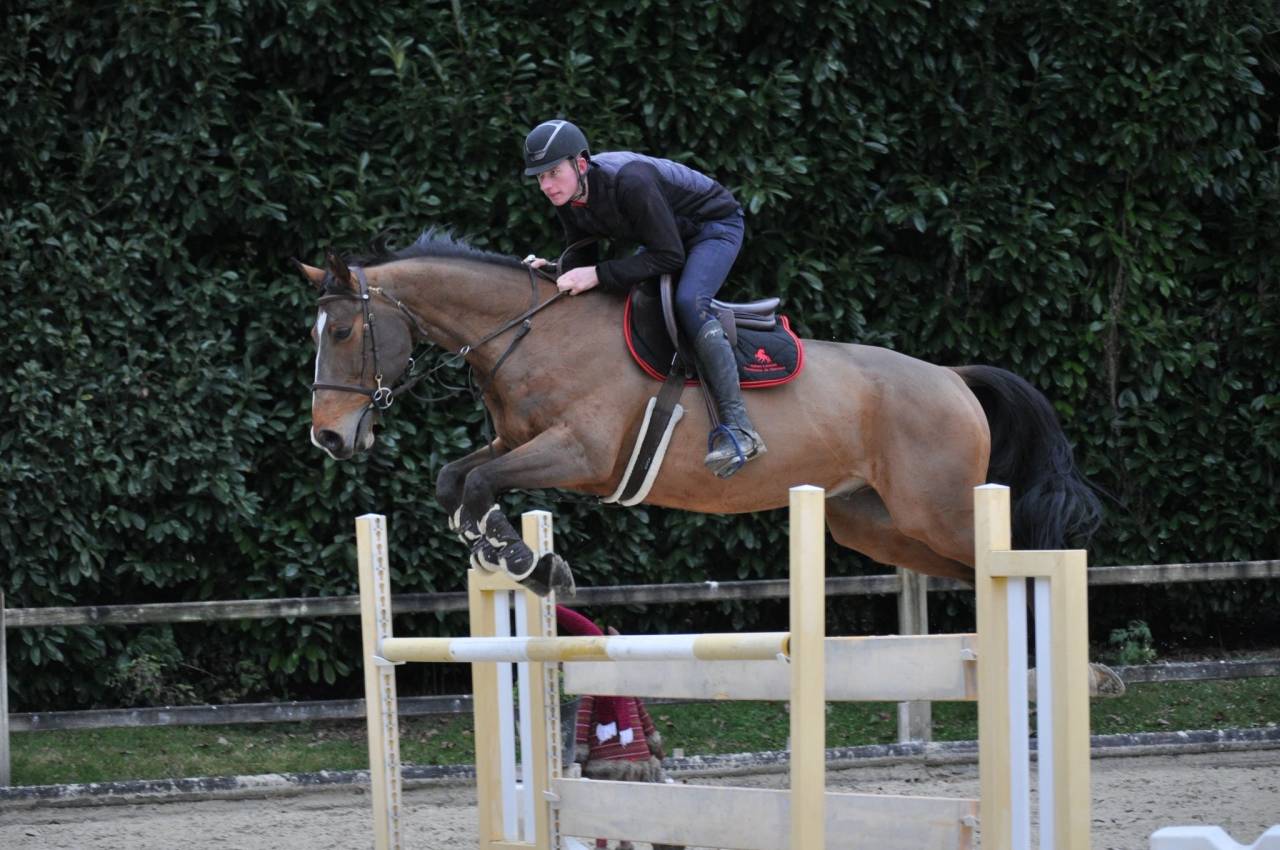 Hongre ma&icirc;tre d&rsquo;&eacute;cole de 2014 top amateur 