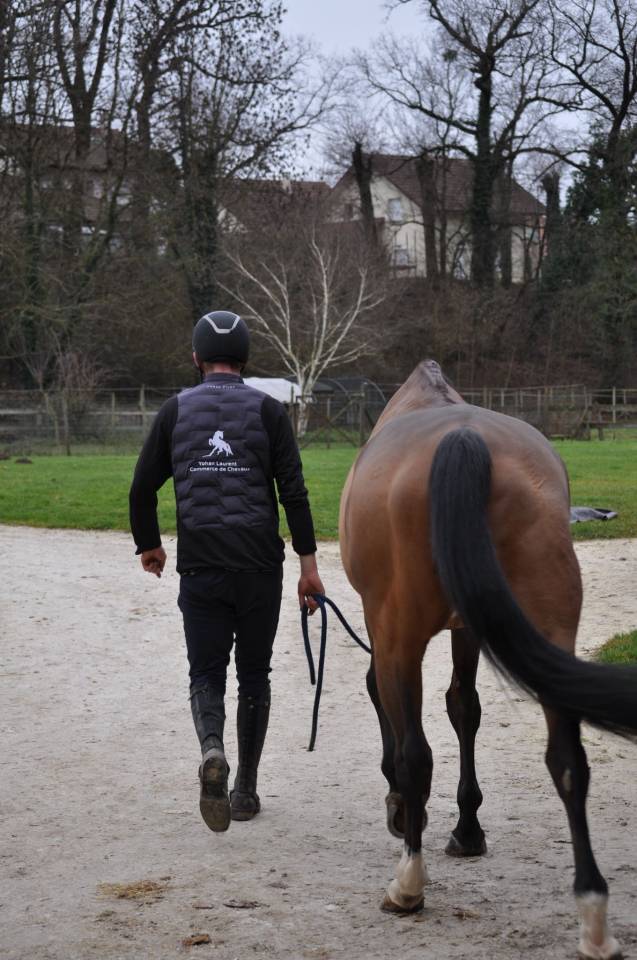 Hongre ma&icirc;tre d&rsquo;&eacute;cole de 2014 top amateur 