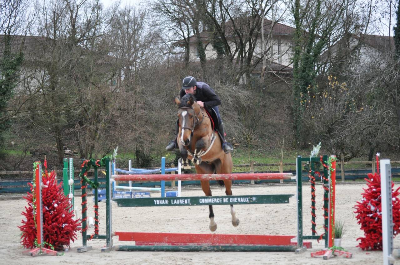 Hongre ma&icirc;tre d&rsquo;&eacute;cole de 2014 top amateur 