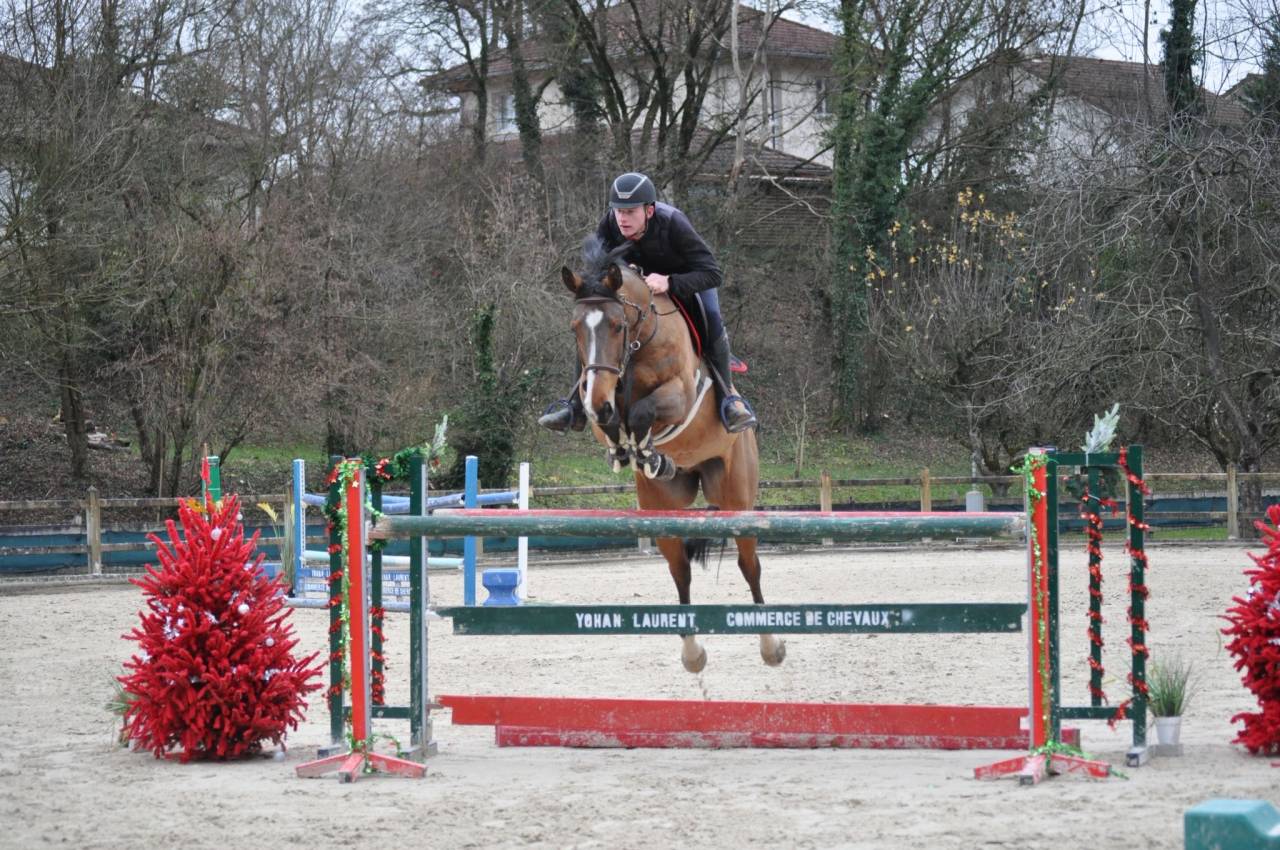 Hongre ma&icirc;tre d&rsquo;&eacute;cole de 2014 top amateur 