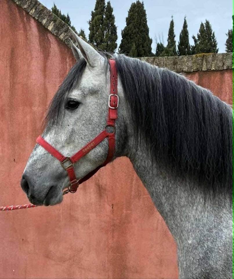 Cheval PP Espagnol 