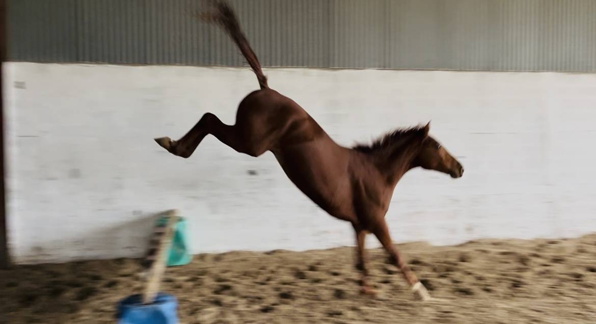 Selle fran&ccedil;ais fils de Hollywood du Park (