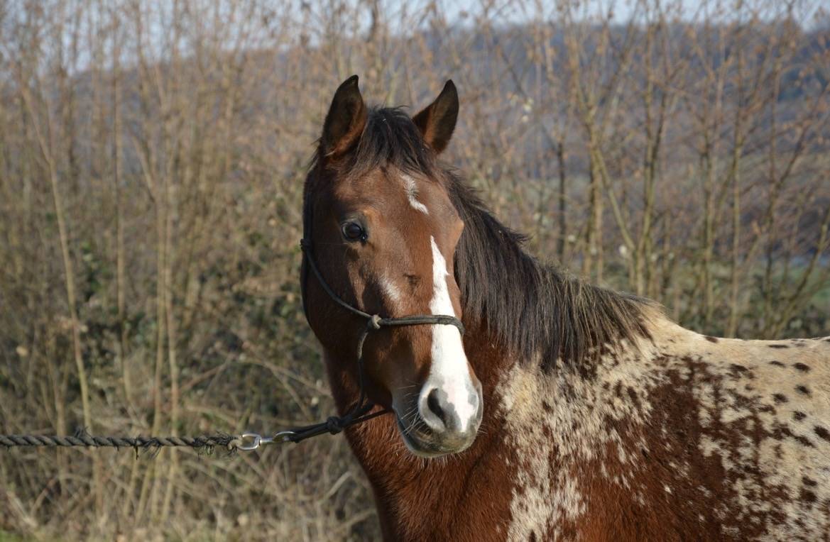 Jument/Ponette OC 2022