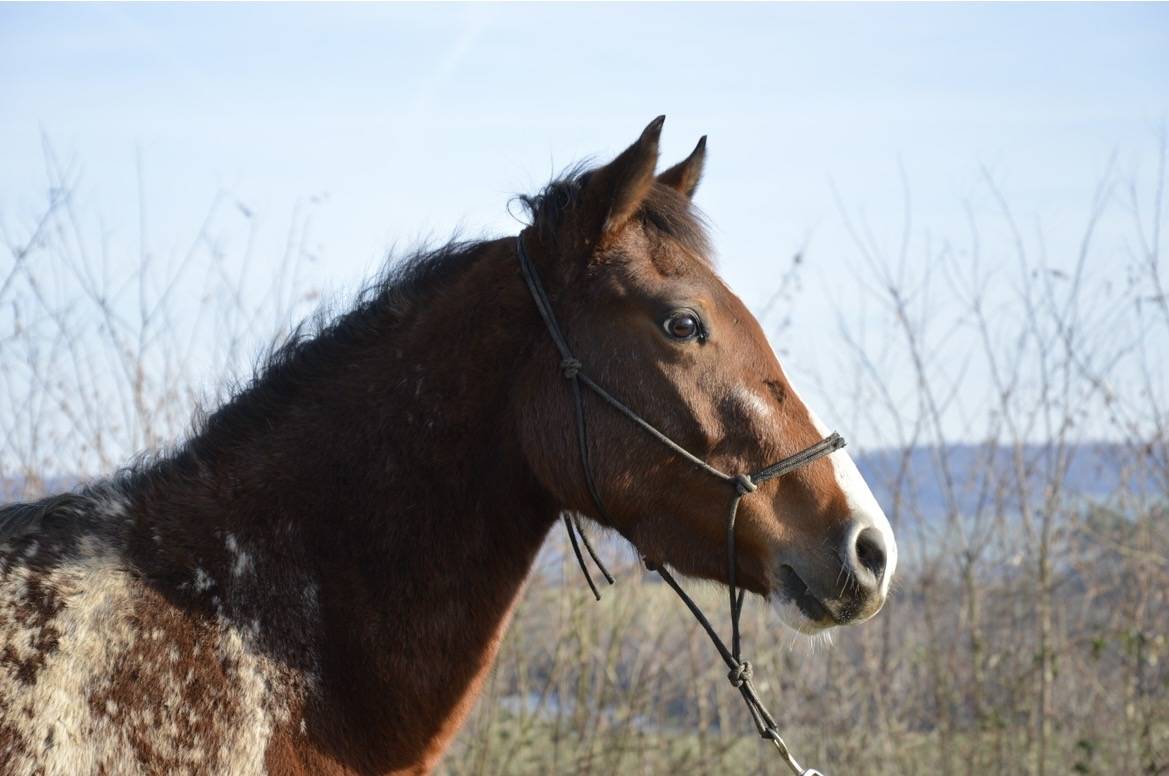 Jument/Ponette OC 2022