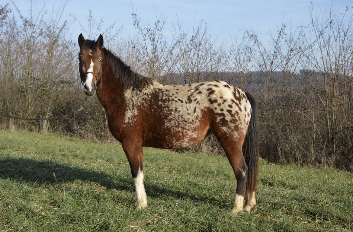 Jument/Ponette OC 2022