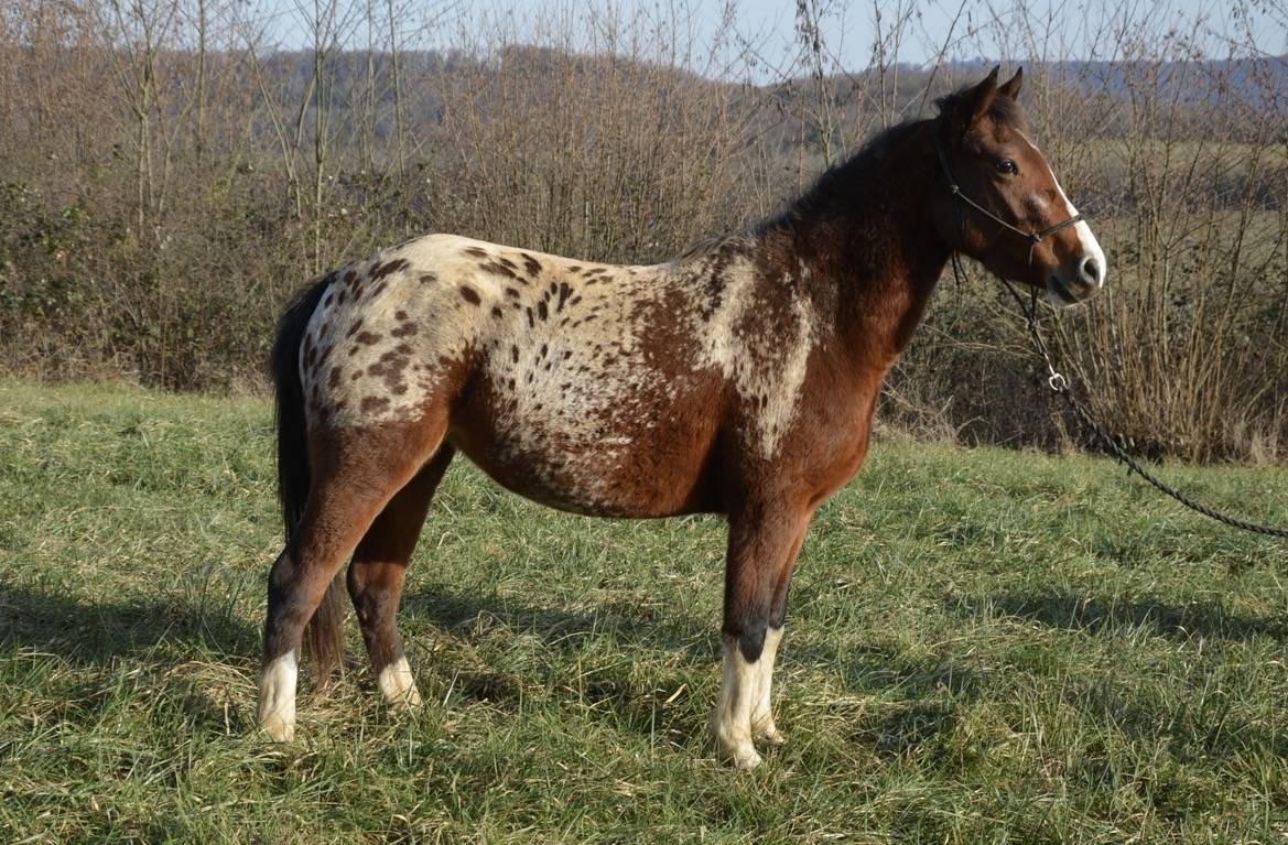 Jument/Ponette OC 2022